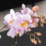 Roze orchidee en groene planten in rieten schaal